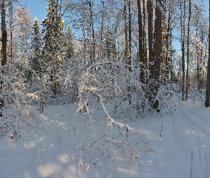 Gałęzie, Ośnieżone, Las, Zima, Drzewa, Krzewy
