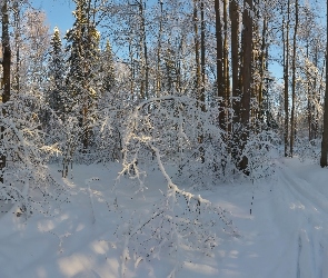 Zima, Las, Gałęzie, Krzewy, Ośnieżone, Drzewa