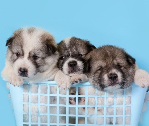Psy, Koszyk, Akita, Szczeniaki, Trzy