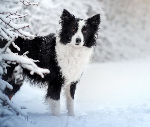 Ośnieżone, Śnieg, Border collie, Gałązki, Zima, Biało-czarny, Pies