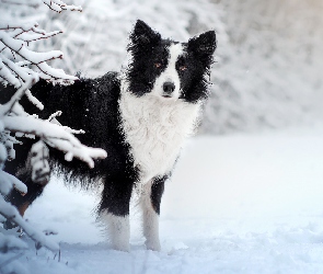 Border collie, Biało-czarny, Gałązki, Zima, Śnieg, Ośnieżone, Pies