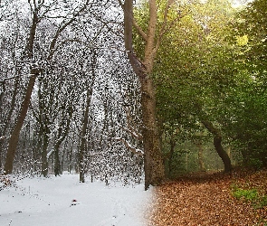 Drzewa, Śnieg, Las, Grafika, Droga, Zielone, Lato, Drzewa, Zima