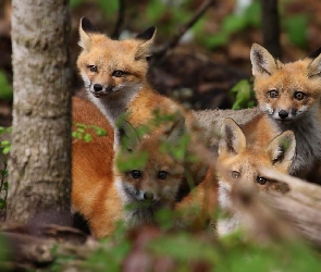 Drzewo, Lisy, Cztery, Młode