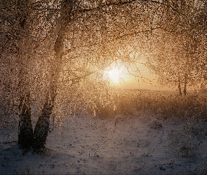 Wschód słońca, Zima, Ośnieżone, Oszronione, Drzewa, Trawa