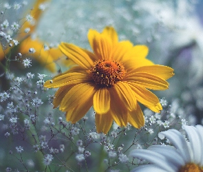 Zbliżenie, Rozmycie, Żółty, Kwiat, Rudbekia, Gipsówka
