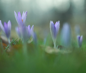 Kwiaty, Krokusy, Zbliżenie, Liliowe