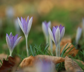 Kwiaty, Krokusy, Rozkwitające, Liliowe