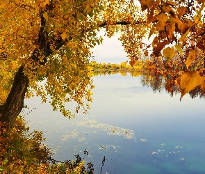 Liście, Pożółkłe, Rzeka, Jesień, Brzeg, Drzewa