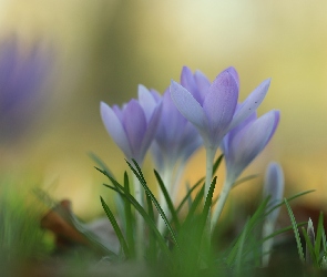 Kwiaty, Liliowe, Kępka, Krokusy