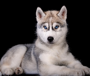 Szczeniak, Tło, Czarne, Siberian husky, Pies