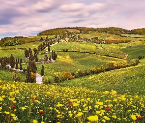Włochy, Droga, Kwiaty, Drzewa, Wzgórza, Łąka, Prowincja Siena, Monticchiello, Toskania, Cyprysy