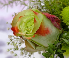 Róża, Gipsówka, Kwiat