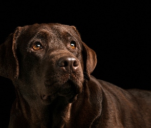 Brązowy, Labrador retriever, Pies