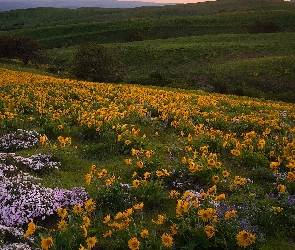 Drzewa, Kwiaty, Trawa, Wzgórza, Stany Zjednoczone, Park stanowy Columbia Hills, Łąka, Stan Waszyngton, Żółte