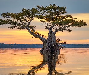 Wschód słońca, Luizjana, Mokradło, Stany Zjednoczone, Atchafalaya Basin, Bagno, Drzewo, Cyprys, Odbicie