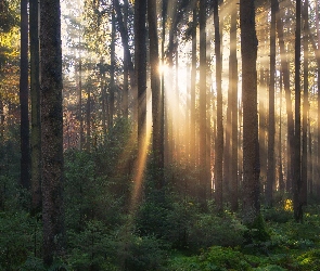 Przebijające światło, Krzewy, Las, Drzewa, Słoneczne