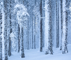 Las, Śnieg, Drzewa, Ośnieżone, Zima