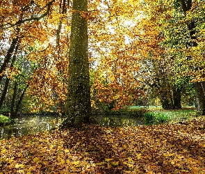 Staw, Drzewa, Park, Jesień, Słoneczne, Światło