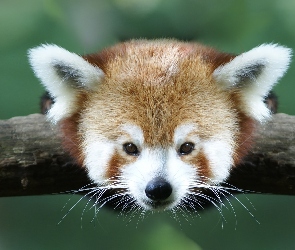 Panda, Pandka ruda, Czerwona