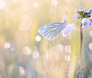 Motyl, Kwiat, Fioletowy, Mały, Bielinek bytomkowiec
