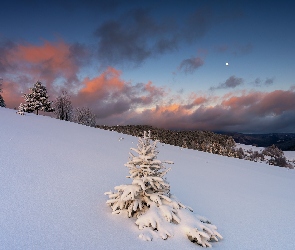 Wzgórze, Śnieg, Zima, Drzewo