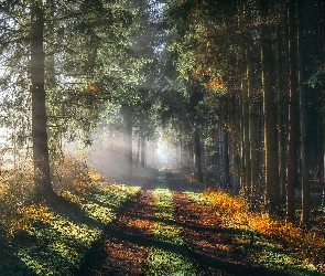 Przebijające światło, Dzień, Drzewa, Las, Droga, Słoneczny