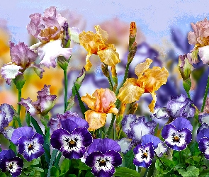 Grafika, Bratki, Kwiaty, Irysy