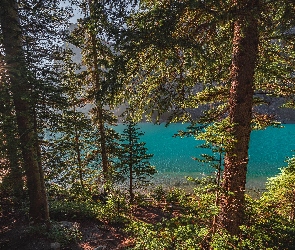 Jezioro Moraine, Drzewa, Kanada, Park Narodowy Banff, Alberta, Las