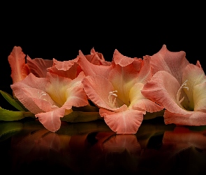 Tło, Czarne, Gladiola, Kwiat, Jasnoczerwony, Mieczyk