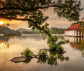 Jezioro, Sztuczne, Sri Lanka, Dom, Drzewo, Gałęzie, Kandy Lake