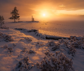 Zachód słońca, Ringerike, Drzewa, Norwegia, Rośliny, Jezioro, Zima, Śnieg, Zaśnieżone