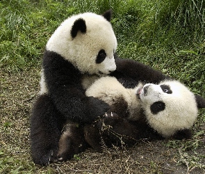 Pandy, trawa