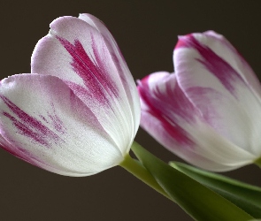 Kwiaty, Tulipany, Biało-fioletowe, Dwa