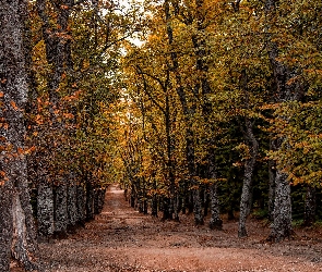 Jesień, Las, Liście, Drzewa, Kolorowe, Droga