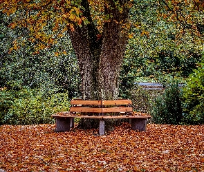 Park, Ławki, Jesień, Drzewo
