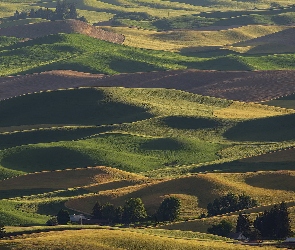 Stan Waszyngton, Hrabstwo Whitman, Pagórki, Stany Zjednoczone, Palouse, Pola uprawne, Drzewa