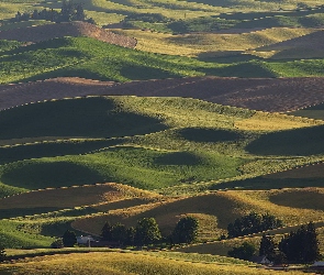 Pagórki, Pola uprawne, Stany Zjednoczone, Palouse, Hrabstwo Whitman, Stan Waszyngton, Drzewa