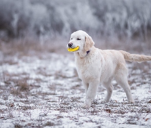 Pies, Śnieg, Szczeniak, Golden Retriever, Zabawka