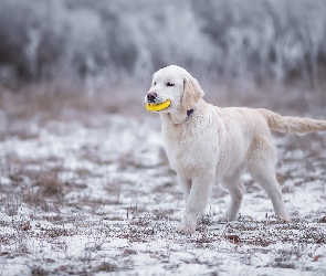 Zabawka, Śnieg, Golden Retriever, Szczeniak, Pies