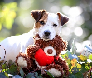 Jack Russell terrier, Miś, Pluszowy, Zabawka, Pies