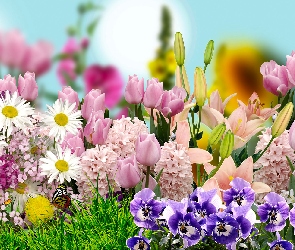 Margerytki, Kwiaty, 2D, Bratki, Lilia, Tulipany, Hiacynty