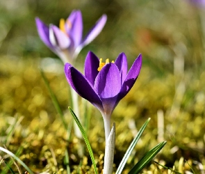 Rozmyte tło, Trawa, Fioletowy, Krokus