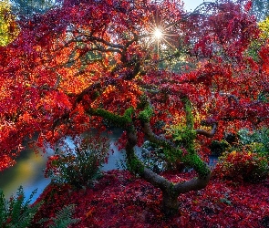 Staw, Klon japoński, Jesień, Promienie słońca, Liście, Park, Drzewo