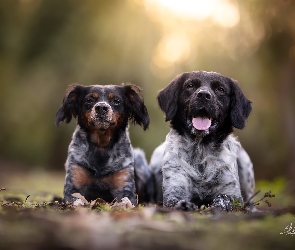 Dwa, Epagneul breton, Spaniel bretoński, Psy