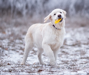 Szczeniak, Śnieg, Zabawka, Golden retriever