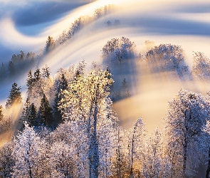 Zima, Szwajcaria, Drzewa, Mgła, Góra Uetliberg