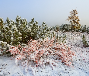 Krzewy, Drzewa, Śnieg, Zima, Ośnieżone, Rośliny