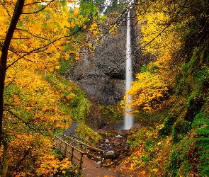 Roślinność, Skały, Stany Zjednoczone, Mostek, Kamienie, Liście, Oregon, Jesień, Drzewa, Wodospad, Latourell Falls