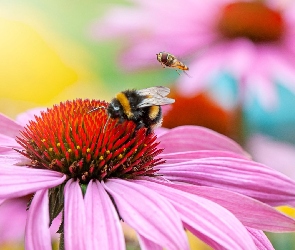 Makro, Pszczoła, Kwiat, Jeżówka