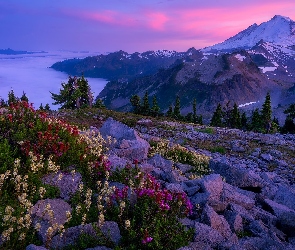 Stany Zjednoczone, Mount Baker, Mgła, Góry Kaskadowe, Góra, Dolina, Drzewa, Kwiaty, Stan Waszyngton, Skały